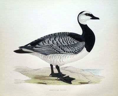 Antique Bird Print BERNICLE, BARNACLE GOOSE, Beverley Morris original 1855