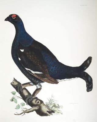 Antique Bird Print BLACK GROUSE Prideaux John SELBY original etching c1826