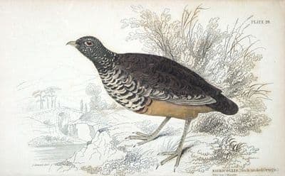 Antique Bird Print BLACK NECKED ORTYGIS, NIGRICOLLIS Jardine hand col.  1834