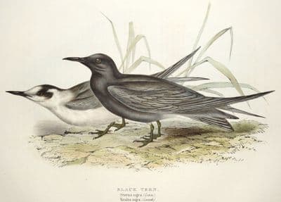 Antique Bird Print BLACK TERN Original John GOULD hand coloured lithograph c1835