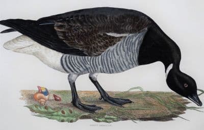 Antique Bird Print BRENT BERNICLE Brent Goose Prideaux John Selby original etching  c1827