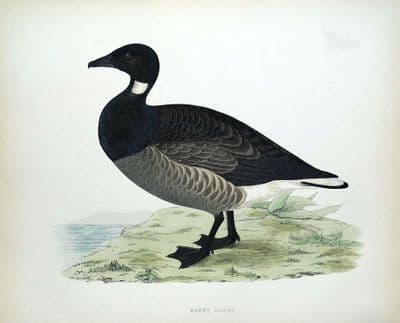 Antique Bird Print BRENT GOOSE, Beverley Morris original  1855