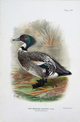 Antique Bird Print BRONZE-CAPPED TEAL Original Scarce  Chromolithograph 1908