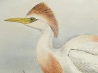 Antique Bird Print BUBULCUS RUSSATUS Buff-Backed Heron Original John GOULD c1870