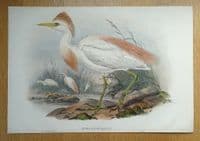 Antique Bird Print BUBULCUS RUSSATUS Buff-Backed Heron Original John GOULD c1870