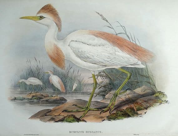 Antique Bird Print BUBULCUS RUSSATUS Buff-Backed Heron Original John GOULD c1870