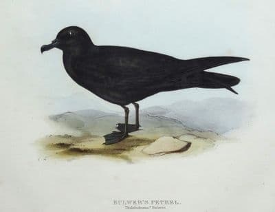 Antique Bird Print BULWER'S PETREL, Original John GOULD, hand coloured c1835