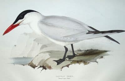 Antique Bird Print CASPIAN TERN Original John GOULD hand coloured lithograph c1835