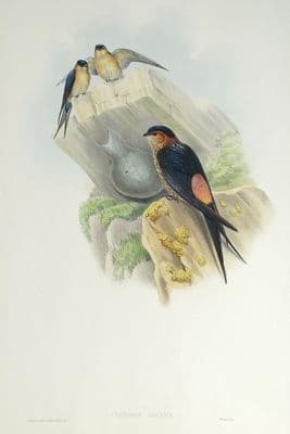Antique Bird Print Cecropis Daurica DAURIAN MOSQUE SWALLOW original John Gould c1870