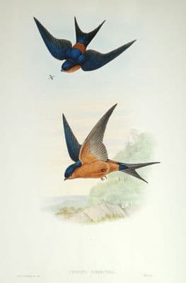 Antique Bird Print Cecropis Hyperythra CEYLONESE MOSQUE SWALLOW Original John Gould c1870