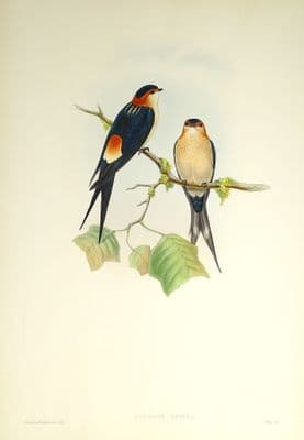 Antique Bird Print Cecropis Rufula RED RUMPED SWALLOW Original John Gould c1870