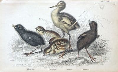 Antique Bird Print CHICKS OF PARTRIDGE,WATER HEN,CURLEW,LAND RAIL  Jardine 1838