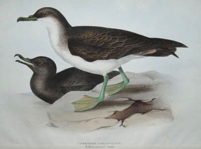 Antique Bird Print CINEREOUS SHEARWATER Original John GOULD, hand coloured c1835