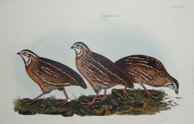 Antique Bird Print COMMON QUAIL Prideaux John SELBY original etching c1823