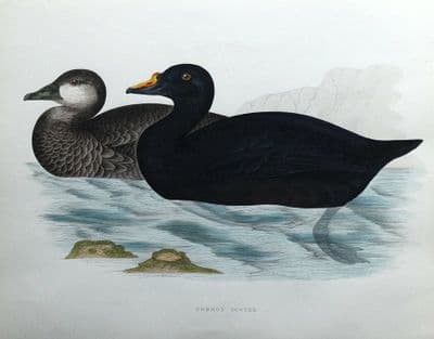 Antique Bird Print COMMON SCOTER, DUCK, Beverley Morris original 1855