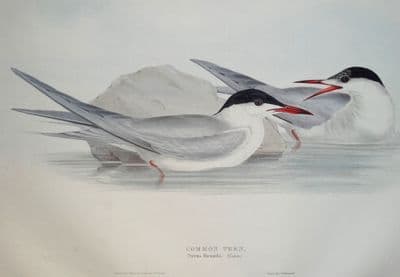 Antique Bird Print COMMON TERN Original John GOULD hand coloured lithograph c1835