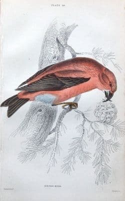 Antique Bird Print CROSSBILL  Jardine hand coloured 1838