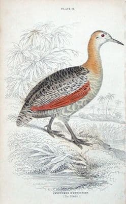 Antique Bird Print CRYPTURUS RUFESCENS, GUAZU, RHEA, S.AMERICA Jardine 1834