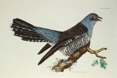 Antique bird print CUCKOO Prideaux John SELBY original hand coloured etching c1821