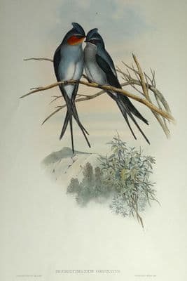 Antique Bird Print Dendrochelidon Coronatus CRESTED TREE SWIFT Original John Gould c1870