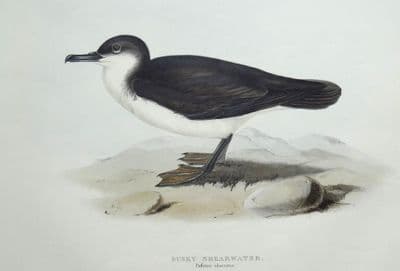 Antique Bird Print DUSKY SHEARWATER Original John GOULD lithograph c1835