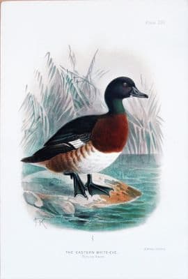 Antique Bird Print EASTERN WHITE-EYE DUCK  Original Scarce Chromolithograph 1908