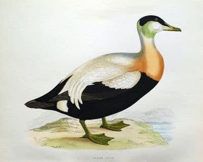 Antique Bird Print EIDER DUCK, Beverley Morris original 1855
