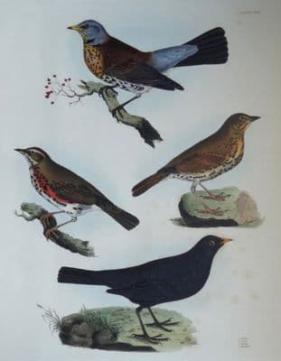 Antique Bird Print FIELDFARE, THRUSH Prideaux John SELBY original etching c1839