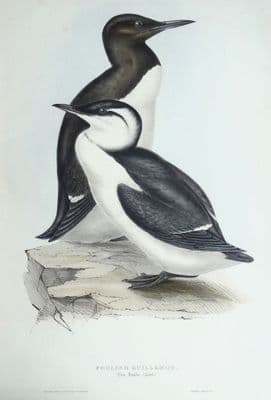 Antique Bird Print FOOLISH GUILLEMOT Original John GOULD hand coloured lithograph c1835