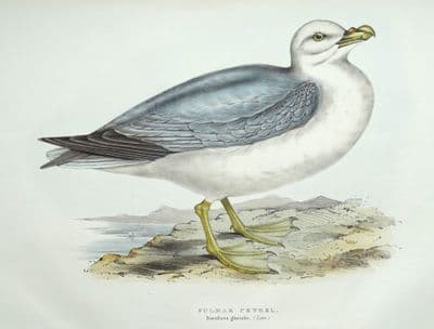 Antique Bird Print FULMAR PETREL Original John GOULD  lithograph c1835