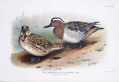 Antique Bird Print GARGANEY DUCK Original Scarce Chromolithograph 1908