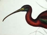 Antique Bird Print GLOSSY IBIS, Ibis Falcinellus Original John GOULD lithograph 1837