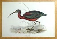 Antique Bird Print GLOSSY IBIS, Ibis Falcinellus Original John GOULD lithograph 1837
