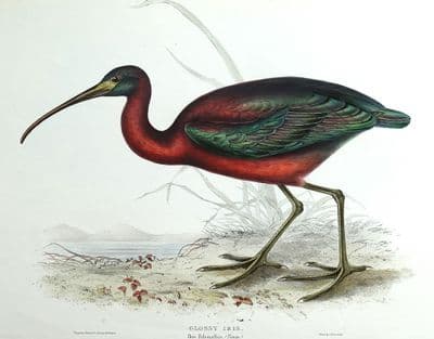 Antique Bird Print GLOSSY IBIS, Ibis Falcinellus Original John GOULD lithograph 1837