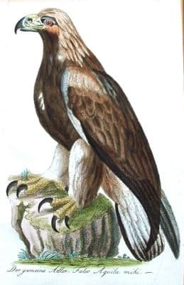 Antique Bird Print GOLDEN EAGLE, Bechstein Hand Coloured Bird of Prey Print 1796