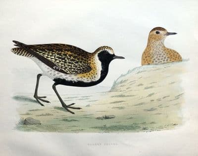 Antique Bird Print GOLDEN PLOVER, Beverley Morris original 1855