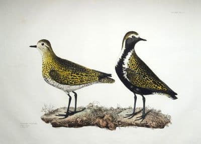 Antique Bird Print GOLDEN PLOVER Prideaux John SELBY original etching c1833