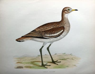 Antique Bird Print GREAT PLOVER, Beverley Morris original 1855