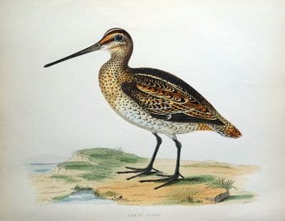 Antique Bird Print GREAT SNIPE, Beverley Morris 1855