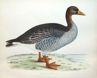 Antique Bird Print GREYLAG, GRAY-LAG GOOSE, Beverley Morris original 1855