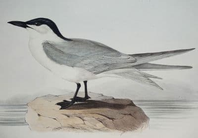 Antique Bird Print GULL BILLED TERN Original JOHN GOULD hand coloured lithograph c1835