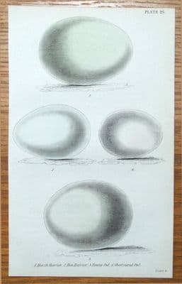 Antique Bird Print HARRIER, OWL EGGS Jardine hand coloured bird of prey 1838