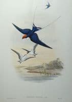 Antique Bird Print Hirundo Filifera Wire Tailed SWALLOW Original JOHN GOULD c1870