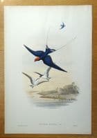 Antique Bird Print Hirundo Filifera Wire Tailed SWALLOW Original JOHN GOULD c1870