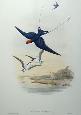Antique Bird Print Hirundo Filifera Wire Tailed SWALLOW Original JOHN GOULD c1870