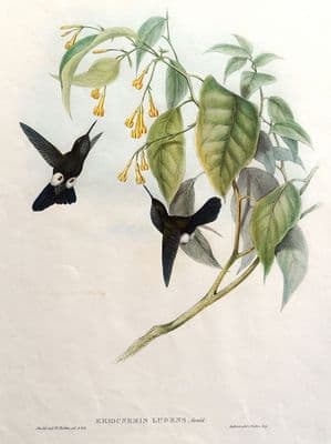 Antique Bird Print,  Hoary Puff-leg HUMMINGBIRD Eriocnemis Lugens Original JOHN GOULD c1855