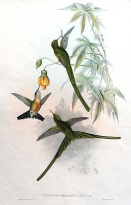 Antique Bird Print HUMMINGBIRD Green Tailed Sylph Original JOHN GOULD c1855