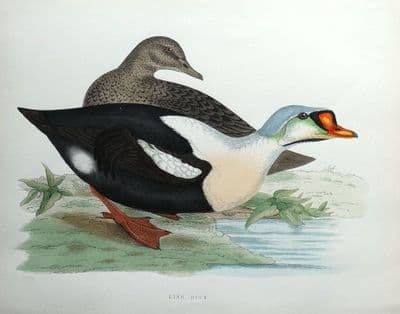 Antique Bird Print KING DUCK, KING EIDER, Beverley Morris original 1855