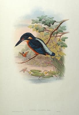 Antique Bird Print KINGFISHER, Alcedo Grandis Original JOHN GOULD c1860