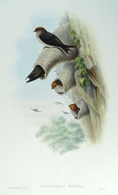 Antique Bird Print Lagenoplastes Fluvicola INDIAN CLIFF SWALLOW John Gould c1870